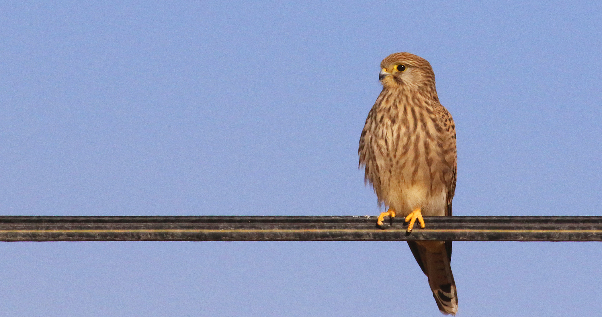Lesser Kestrel